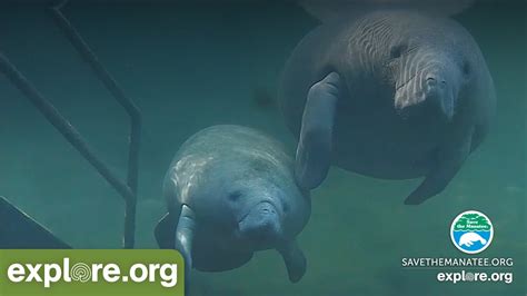 Blue Spring underwater webcam